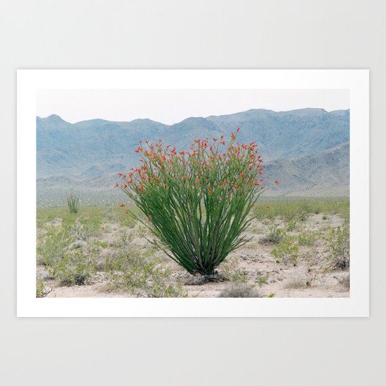 Ocotillo Plant (Anza Borrego Desert, California) Art Print