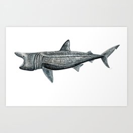 Basking shark (Cetorhinus maximus) Art Print