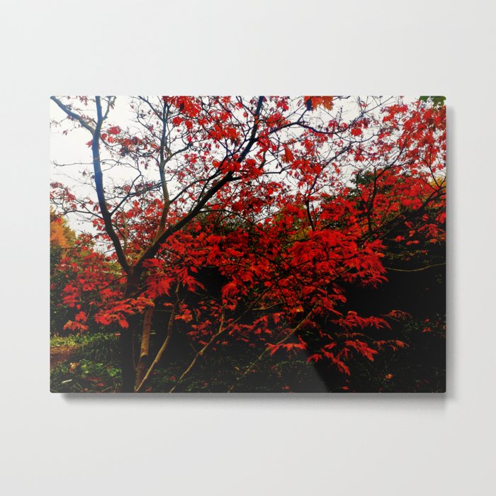 red tree Metal Print