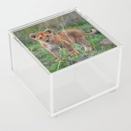 Cute Little Lion Cub Acrylic Box