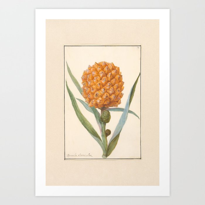 Vintage Pineapple Print, 18th Century Art Print