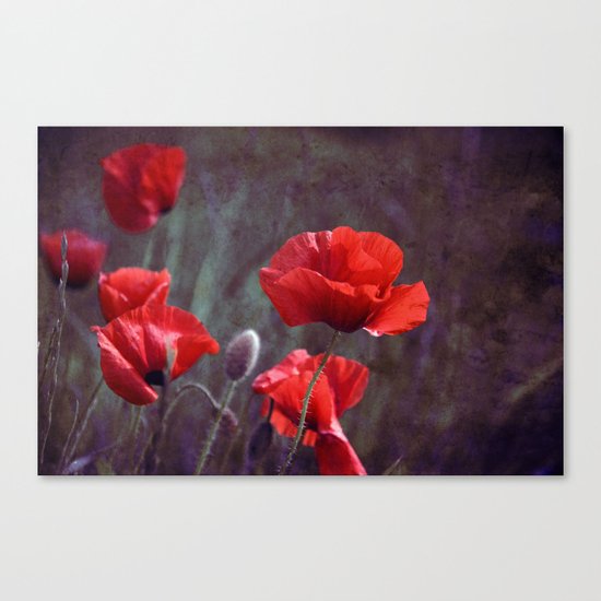 red poppyfield Canvas Print