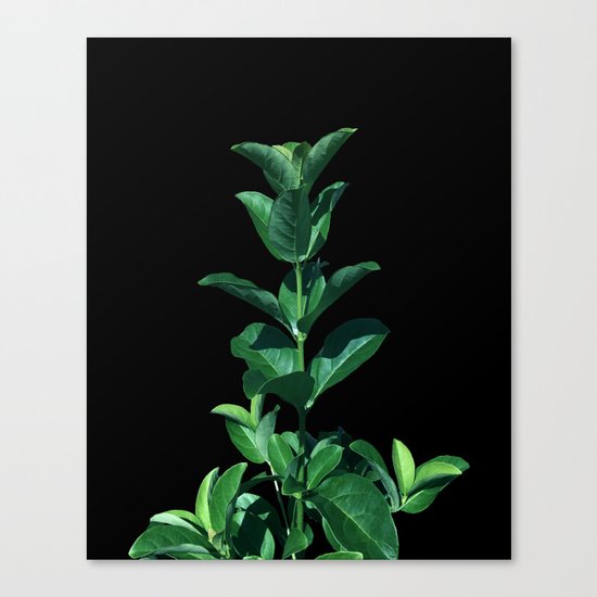 Leaves Viburnum Canvas Print