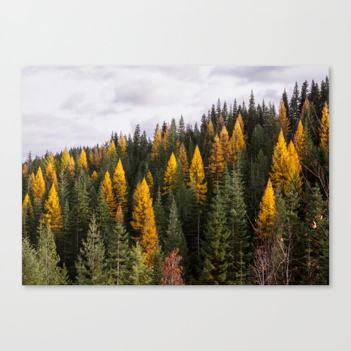 Mountain Tamarack in Autumn Canvas Print