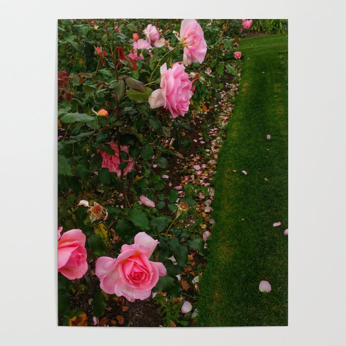 Sideways rose best sale