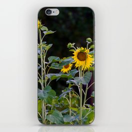 Sunflowers iPhone Skin