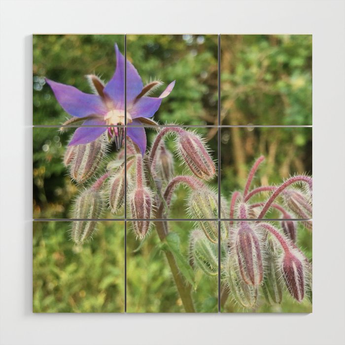 Borage Wood Wall Art