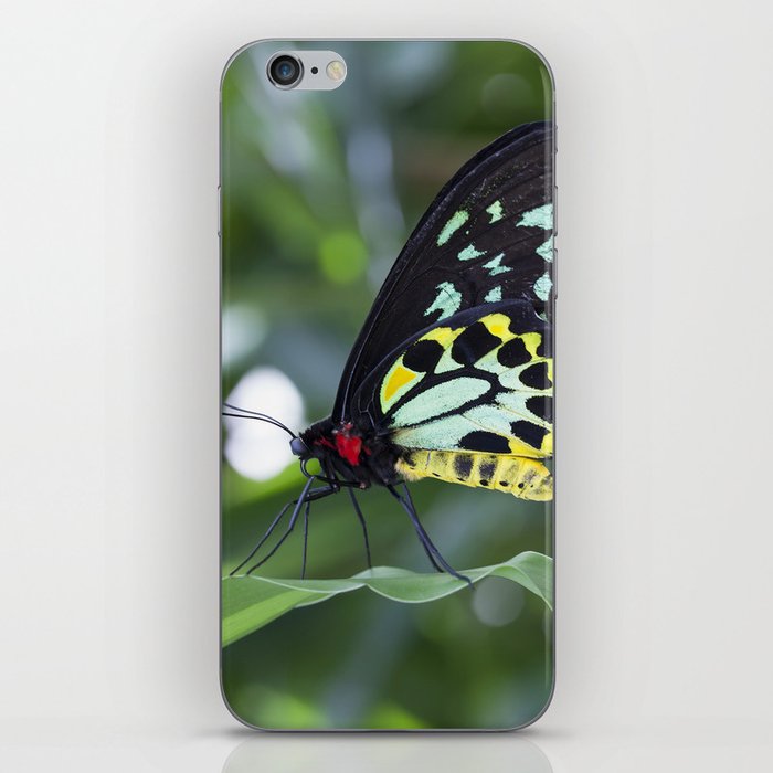 Cairns Birdwing Butterfly iPhone Skin