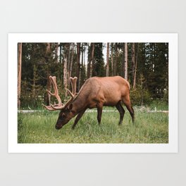 Bull Elk With Fuzzy Antlers Art Print