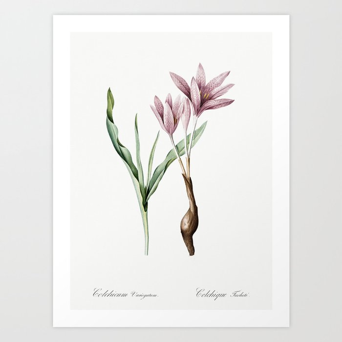 Autumn crocus illustration from Les liliacées (1805) by Pierre-Joseph Redouté.1 Art Print