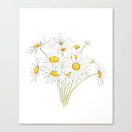 little white daisies watercolor   Canvas Print