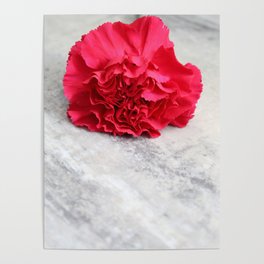 One Pink Carnation Poster