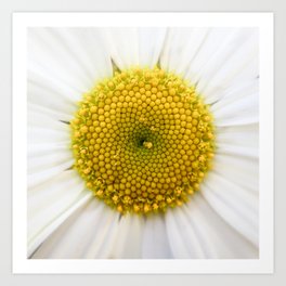 White and Yellow Daisy Flower Art Print