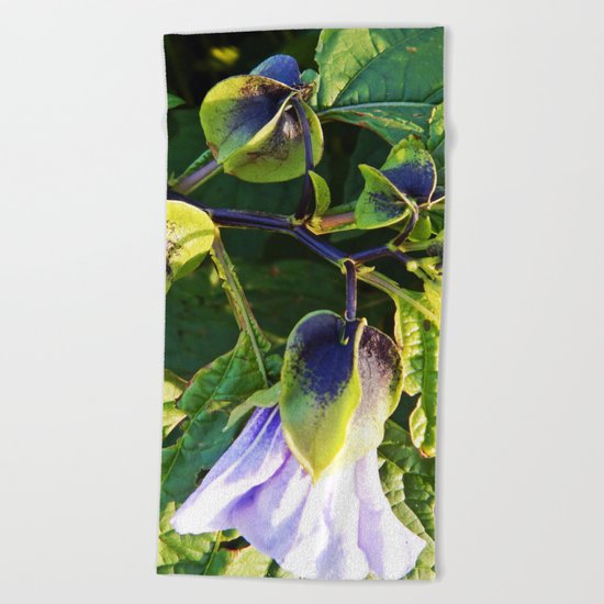 Shoo Fly - Apple of Peru - Nicandra Beach Towel