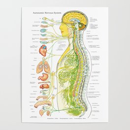 Autonomic Nervous System Poster Chiropractic Medical Chart Poster