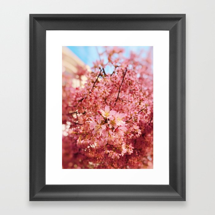 Cherry Blossoms - I Framed Art Print