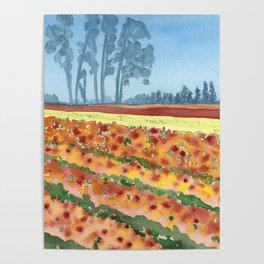 Tulip Farm in Oregon Poster