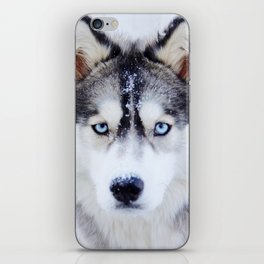 Wolf / Siberian Husky from Northern Canada iPhone Skin