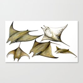 Chilean devil manta ray (Mobula tarapacana) Canvas Print