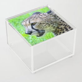 Cheetah Acrylic Box