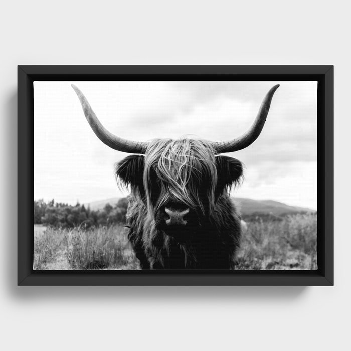 Scottish Highland Cattle in Black and White - Animal Photograph Framed Canvas