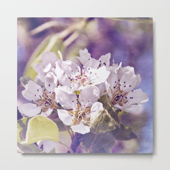APPLE BLOSSOM Metal Print