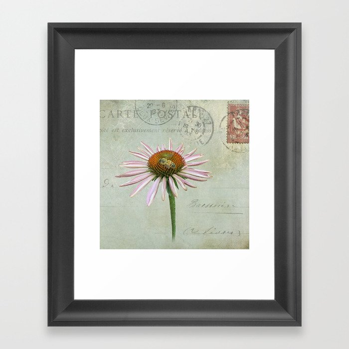 coneflower & bee postale Framed Art Print