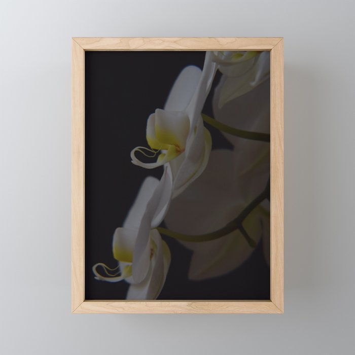 Bloom in the Dark Framed Mini Art Print