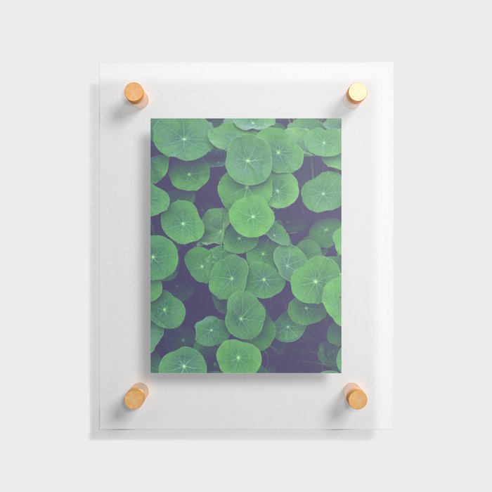 Nasturtium Leaves - botanical leaf plant photograph Floating Acrylic Print