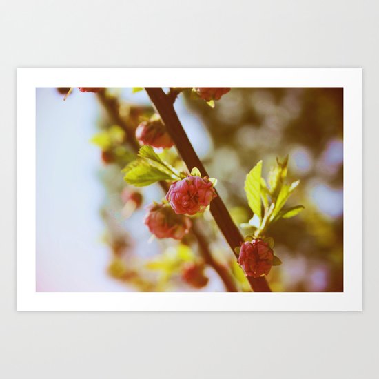 almonds in april Art Print