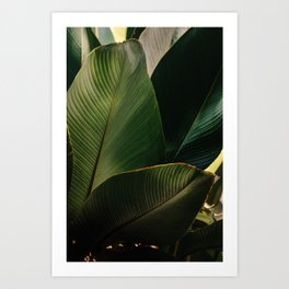Don´t leaf me Bali 3 | Fine art | Travel Photography Art Print | Wanderlust, Explore, Sky, Floral, Palm, Flower, Photo, Green, Nature, Spring 