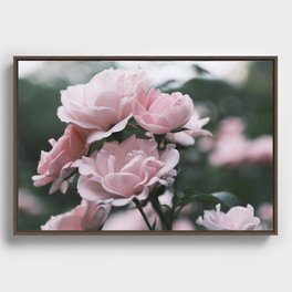 Roses in bloom Framed Canvas
