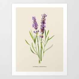 Lavender Antique Botanical Illustration Art Print