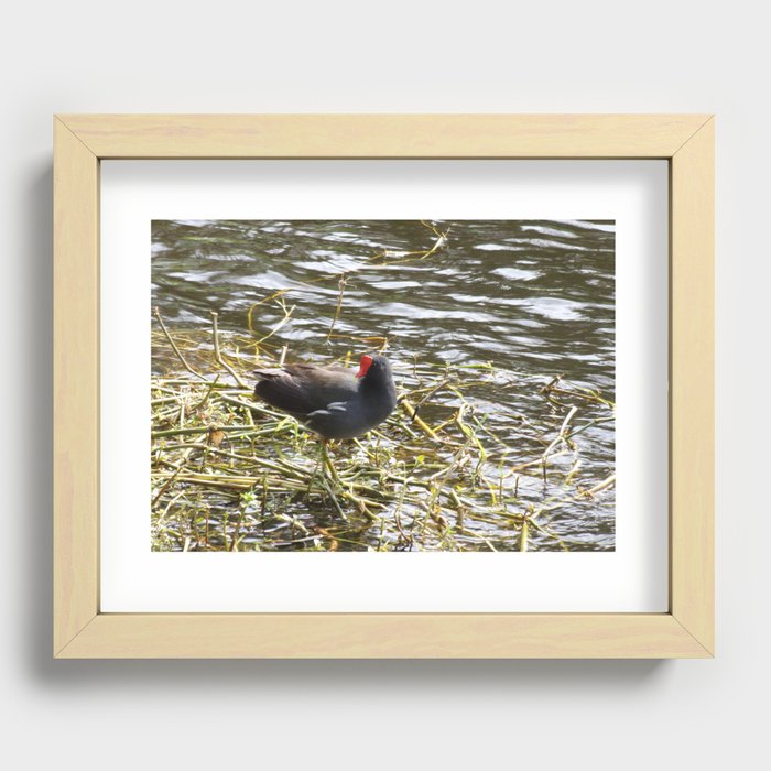 Red Crested Waterhen Common Gallinule Recessed Framed Print