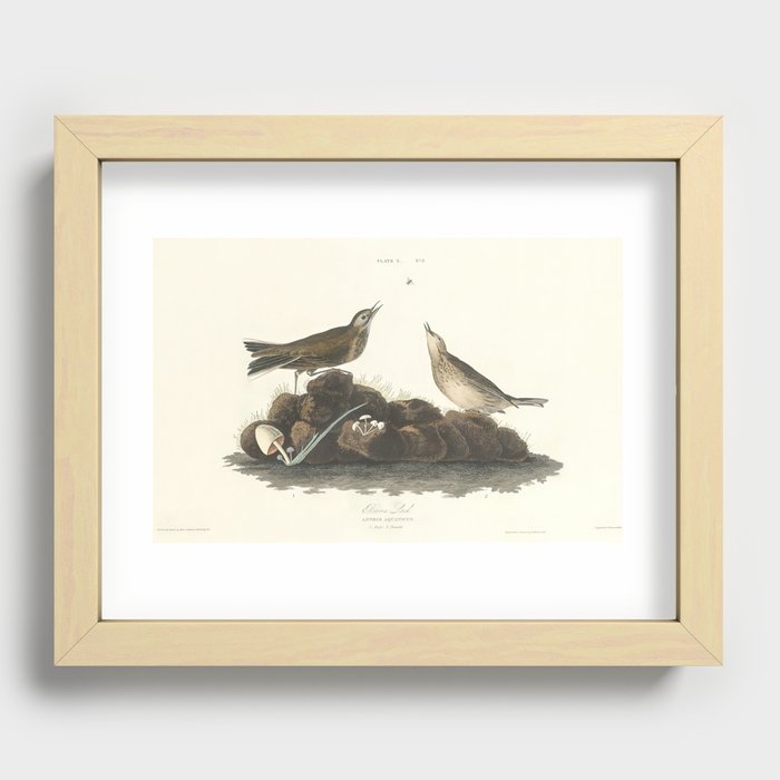 Brown Lark from Birds of America (1827) by John James Audubon Recessed Framed Print