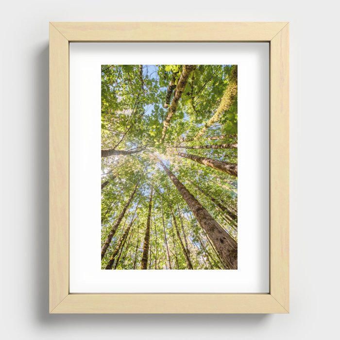 Looking Up In the Vancouver Forest Recessed Framed Print