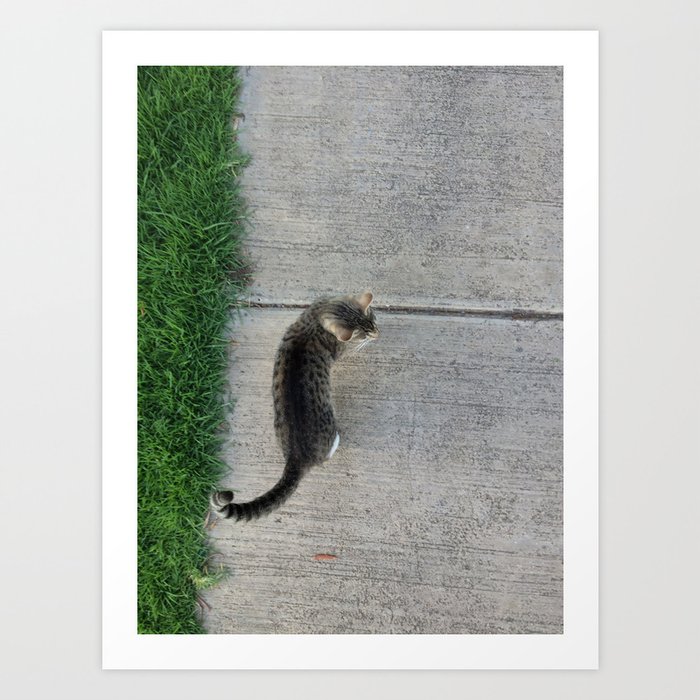 Sidewalk cat  Art Print