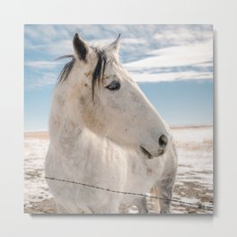 White Horse in the Colorado Winter Snow Metal Print