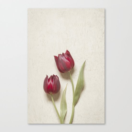Two Red Tulips II Canvas Print