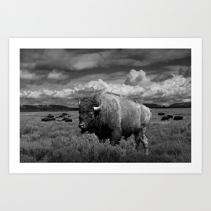 American Buffalo Bison in the Grand Teton National Park in Black and White Art Print