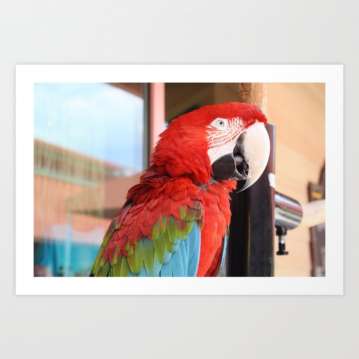 Welcome to Parrott Canvas