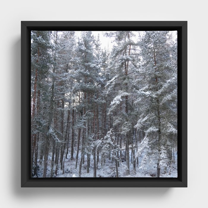 Scottish Highlands Snow Covered Pine Forest Framed Canvas