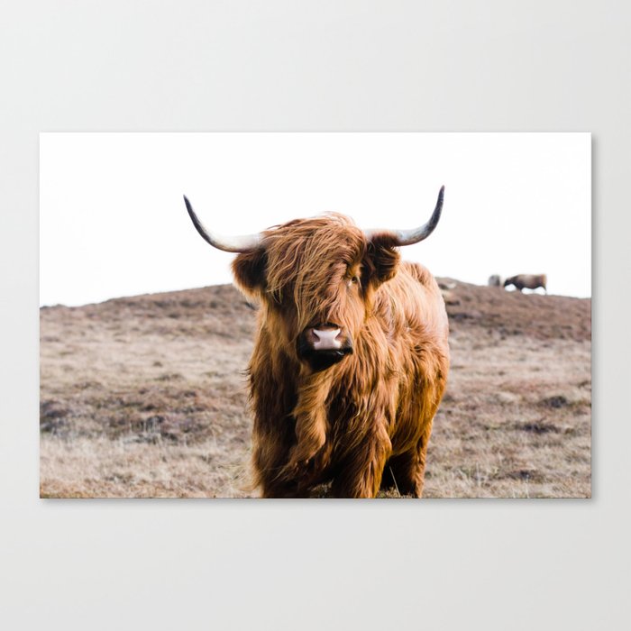 Beautiful Highland Cow Canvas Print