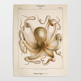 Octopus from "Mollusques Méditeranéens" by Jean Baptiste Vérany, 1851 Poster