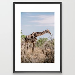 Giraffe in Africa | Wildlife photographer | Framed Art Print