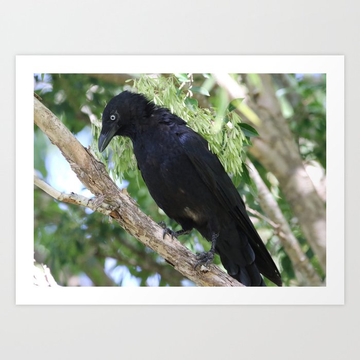 Torresian Crow 2 Art Print