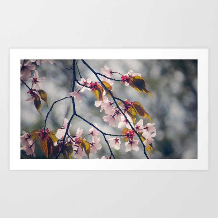 crabapple blossom - pretty pink blossoms on grey background Art Print