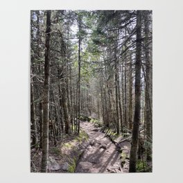 Wooded Trail Poster