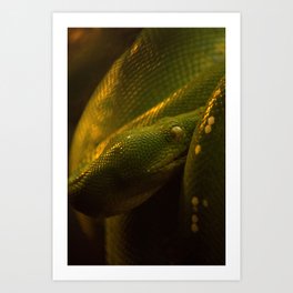 the green tree python waiting for a adventure Art Print | Animal, Photo, Nature 