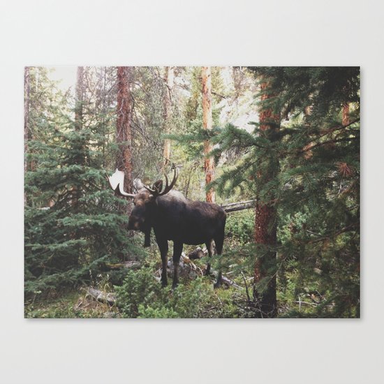The Modest Moose Canvas Print